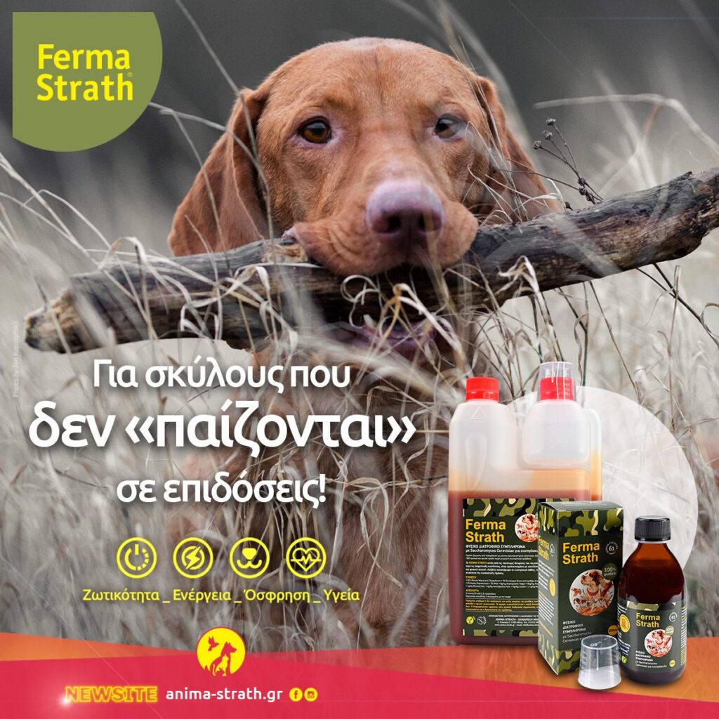Anima Strath GR: 25 χρόνια πάθους και προσφοράς - φωτογραφία 8