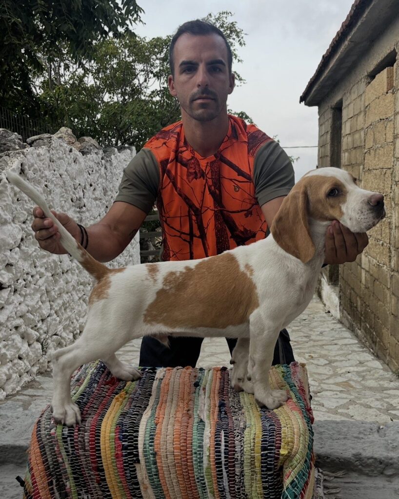 Κώστας Τζωρτζάτος: Πάθος και γνώση για τα Beagle - φωτογραφία 8
