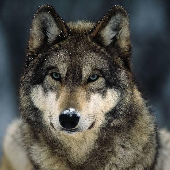 wolves-3