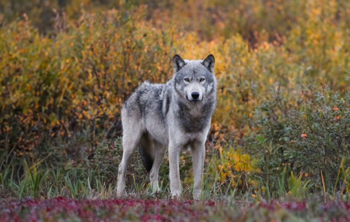 nature-wolf-animal-mammal-gray-wolf-wildlife-face-head-f-108