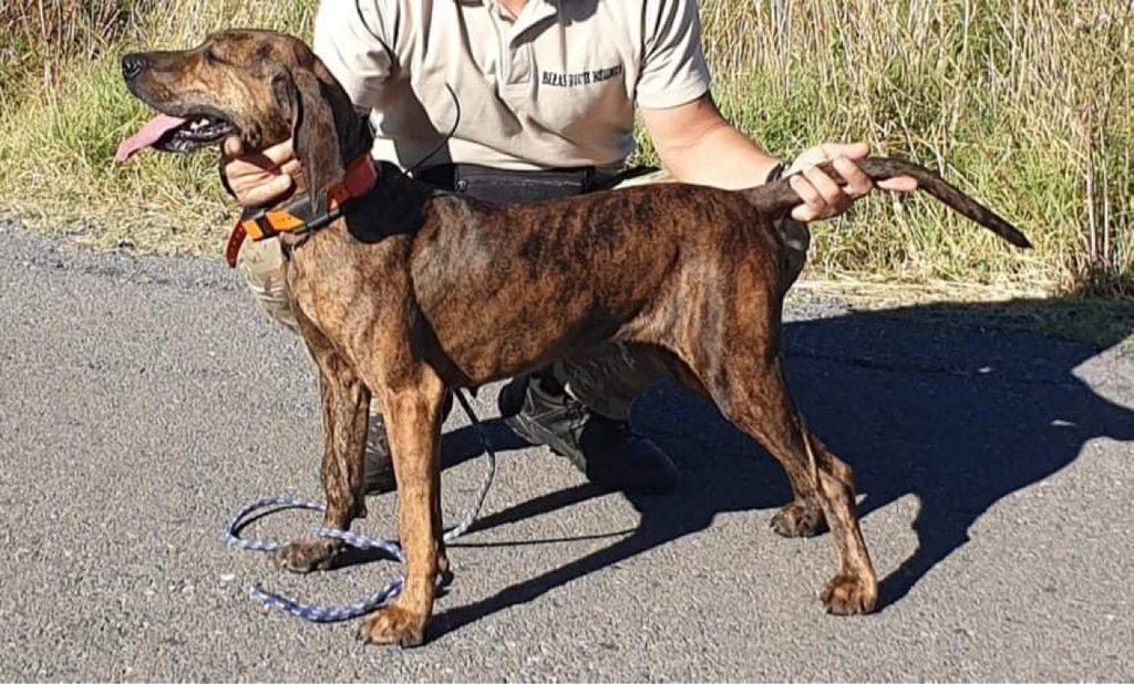 Μορφολογία και ανατομία σκύλου Plott Hound othireutis