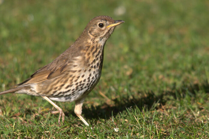 Song thrush (Turdus philomelos) Κυνήγι τσίχλας μπασίματα Οκτωβρίου καρτέρι φυσίγγια τσοκ othireutis