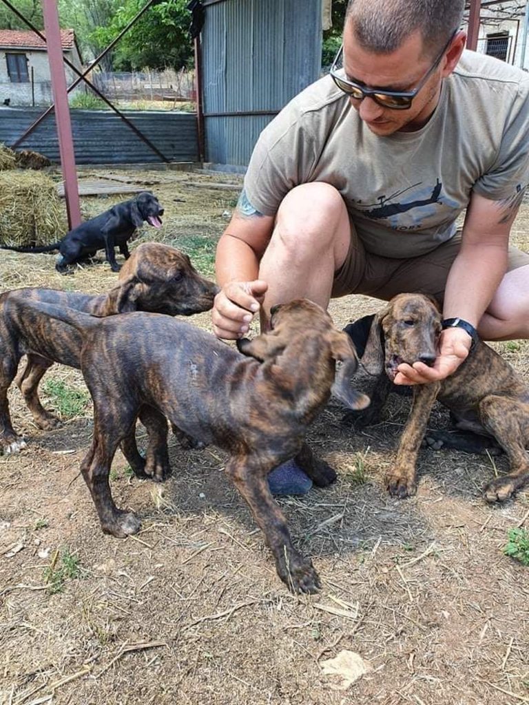 Κουτάβια κυνηγόσκυλα Plott Hound εκτροφή othireutis