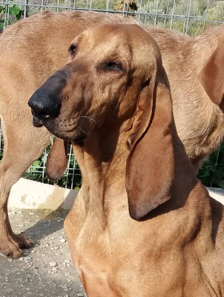 Ιταλικός ιχνηλάτης σεγκούτσι κυνήγι λαγού othireutis