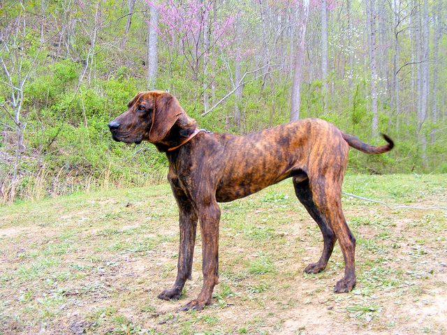 Καθαρόαιμος σκύλος Plott Hound στο δάσος othireutis