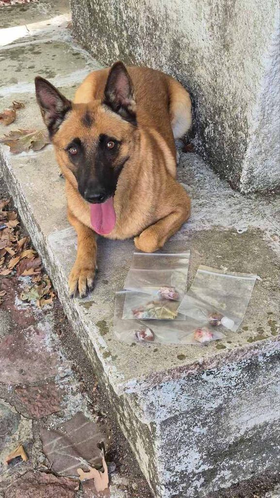 Ομοσπονδιακή Θηροφυλακή Γ ΚΟΠ σκύλοι ανίχνευσης δηλητηριασμένων δολωμάτων Παναχαϊκό othireutis