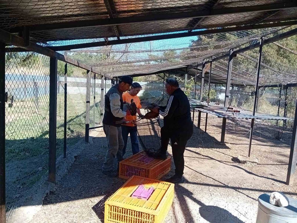 Κυνηγετικός Σύλλογος Μουζακίου απελευθέρωση φασιανών Κωνσταντίνος Καπούλας othireutis