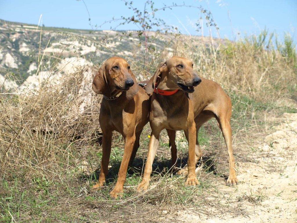 Ιταλικός ιχνηλάτης σεγκούτσι κυνήγι λαγού othireutis