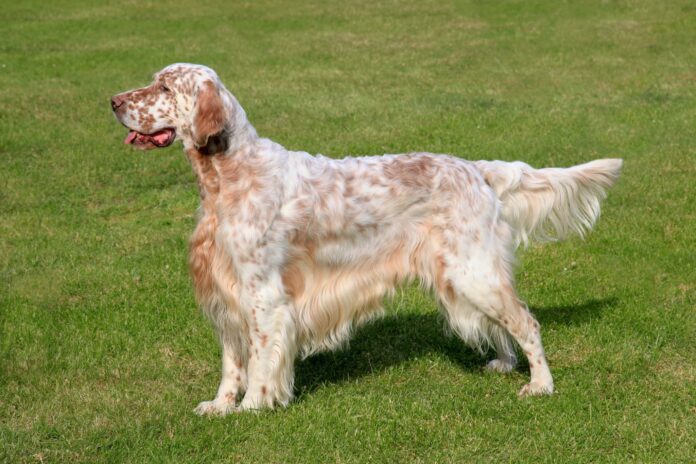 english-setter-under-1mb-1 Αγγλικό σέτερ σκύλος κακοποίηση δικαστήριο Πάτρα microchip othireutis