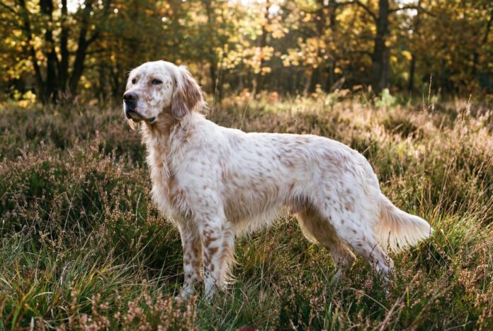 english-setter-under-1mb