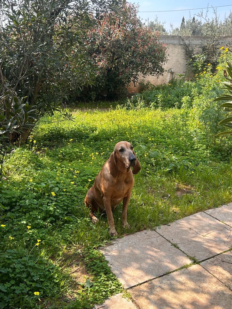 Ιταλικός ιχνηλάτης σεγκούτσι κυνήγι λαγού othireutis