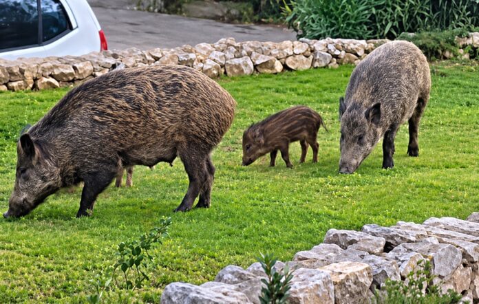 wild-boars-under-1mb Αγριογούρουνα στον οικιστικό ιστό της Πετρούπολης κοντά στο Ποικίλο Όρος othireutis