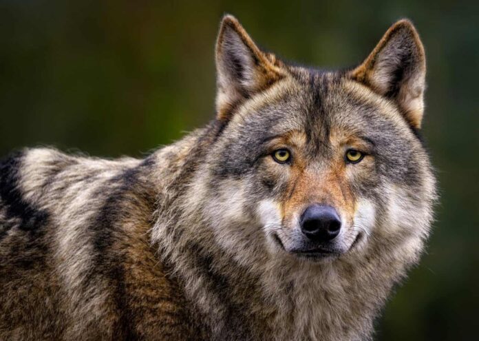 wolf-under-1mb λύκος Πάρνηθα συνεργείο δίωξης Κρυονέρι Βαρυμπόμπη othireutis